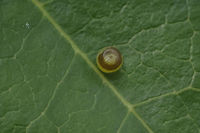 The egg II Charaxes jasius egg, top view Charaxes jasius,Two-tailed Pasha,biodiversity,butterfly,caterpillar,eggs,insecta,insects,lepidoptera,nymphalidae,rhopalocera,summer