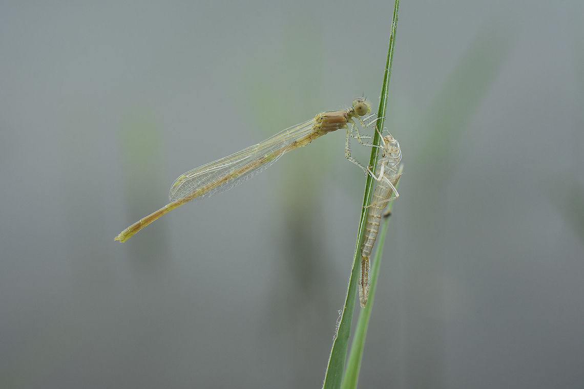 Adulthood Erythromma lindenii, recently emerged male Erythromma lindenii next to the exuvia Coenagrionidae,Erythromma lindenii,Goblet-marked damselfly,biodiversity,damselfly,insecta,insects,metamorphosis,odonata,summer,zygoptera