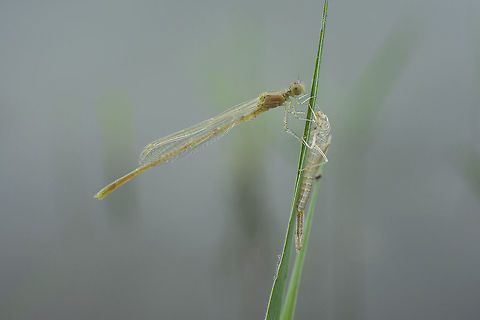 Adulthood Erythromma lindenii, recently emerged male Erythromma lindenii next to the exuvia Coenagrionidae,Erythromma lindenii,Goblet-marked damselfly,biodiversity,damselfly,insecta,insects,metamorphosis,odonata,summer,zygoptera