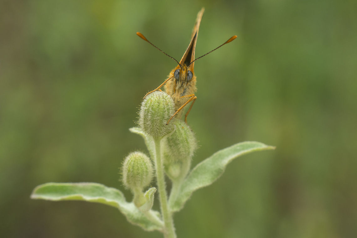 Melitaea athalia Melitaea athalia Heath Fritillary,Melitaea athalia,biodiversity,insecta,insects,lepidoptera,nymphalidae,rhopalocera,summer