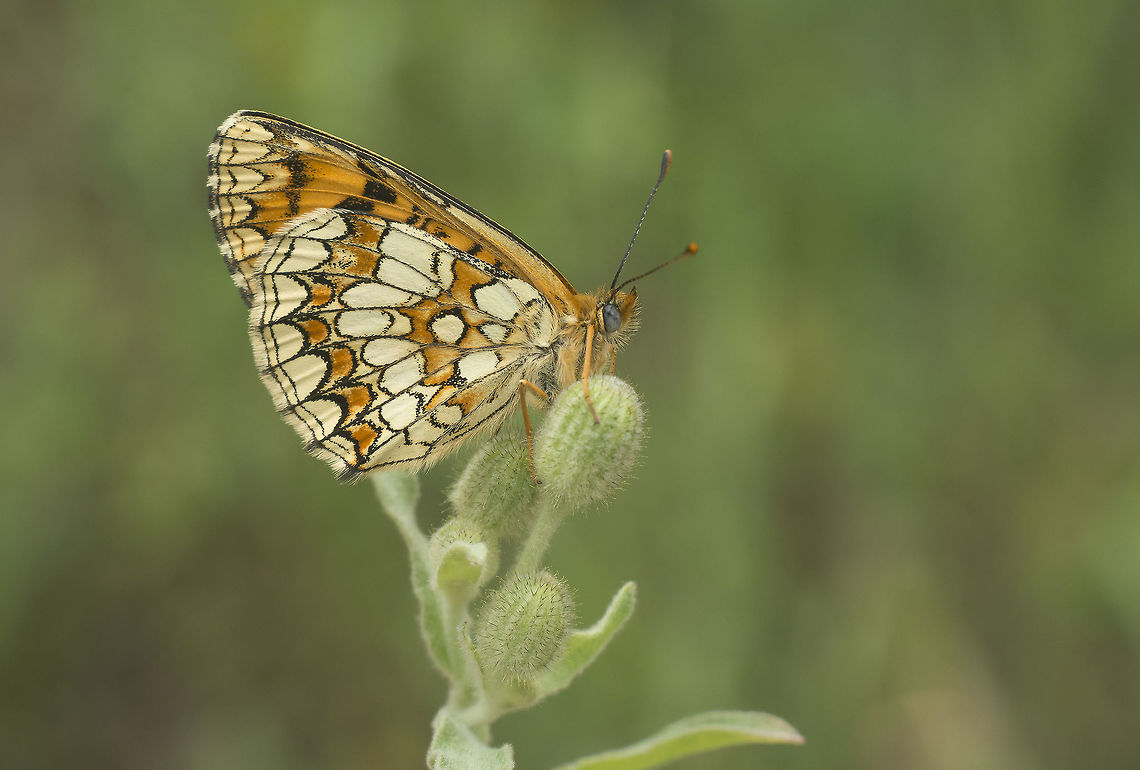 Melitaea athalia Melitaea athalia Heath Fritillary,Melitaea athalia,biodiversity,insecta,insects,lepidoptera,nymphalidae,rhopalocera,summer