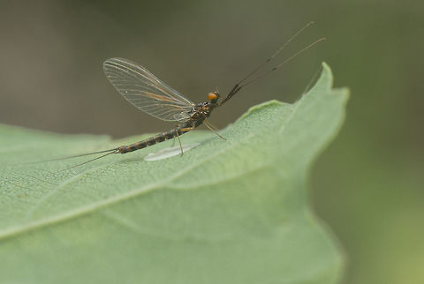 _ID Help Ephemeroptera Ephemeroptera,biodiversity,insecta,insects,summer