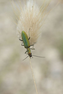 Chrysanthia reitteri? http://naturdata.com/Chrysanthia-reitteri-25255.htm Coleoptera,biodiversity,coleoptera,insecta,insects,oedemeridae,summer