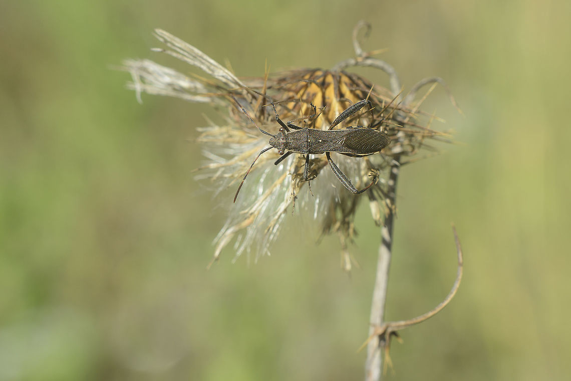 Camptotus lateralis Camptotus lateralis, dorsal view Alydidae,Alydinae,Camptopus lateralis,arthopoda,biodiversity,bugs,hemiptera,heteroptera,insecta