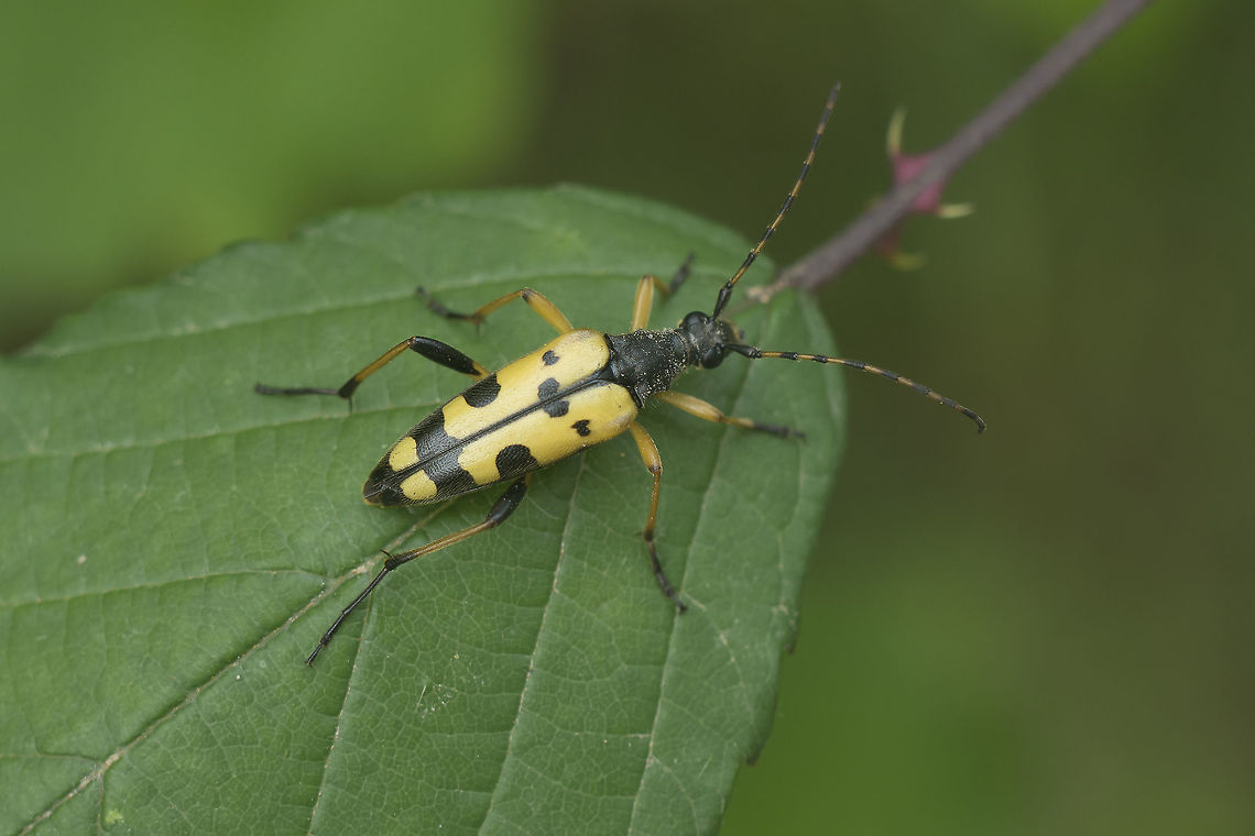 Rutpela maculata Rutpela maculata Rutpela maculata,Spotted Longhorn
