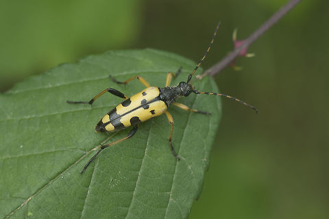 Rutpela maculata Rutpela maculata Rutpela maculata,Spotted Longhorn