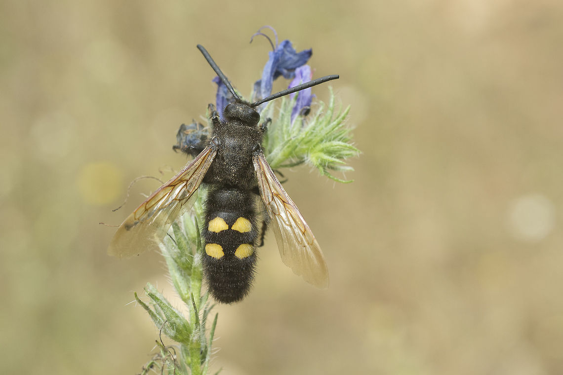 Megascolia maculata Megascolia maculata, male, dorsal view Hymenoptera,Mammoth wasp,Megascolia maculata,Megascolia maculata flavifrons,apocrita,arthropoda,biodiversity,insects,mamooth wasp,wasps