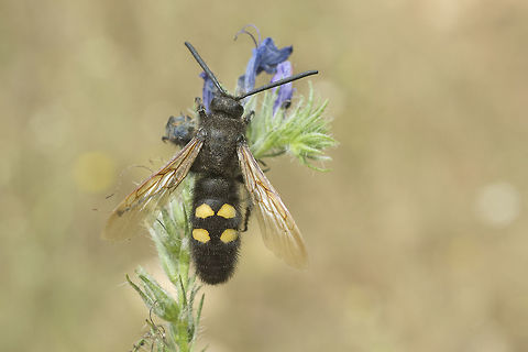 Megascolia maculata flavifrons