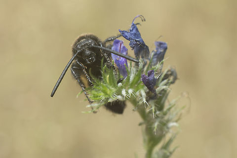Megascolia maculata Megascolia maculata, male, front (head) view  Mammoth wasp,Megascolia maculata,Megascolia maculata flavifrons