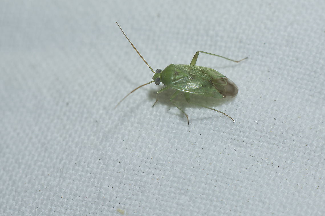 Miridae ID, if possible Miridae<br />
Apolygus? sp.<br />
Lygocoris? sp.<br />
<br />
Thanks! Miridae