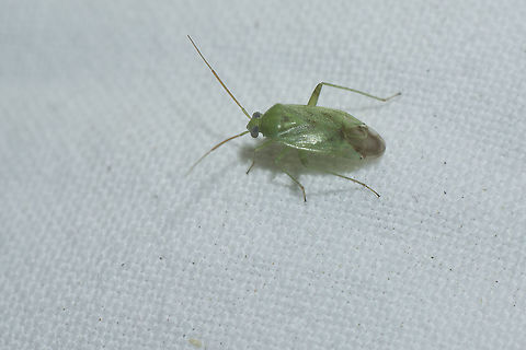 Miridae ID, if possible Miridae
Apolygus? sp.
Lygocoris? sp.

Thanks! Miridae