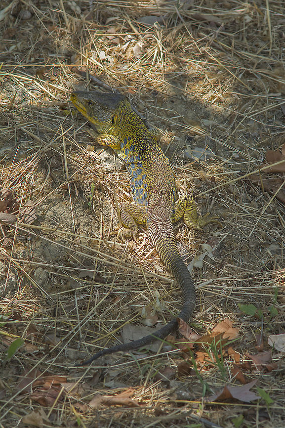 The old Lizard Timon lepidus, old male, judging by the size... 45-50cm not counting the tail size... Herpetology,Timon lepidus,biodiversity,lacertidae,lizard,vertebrata