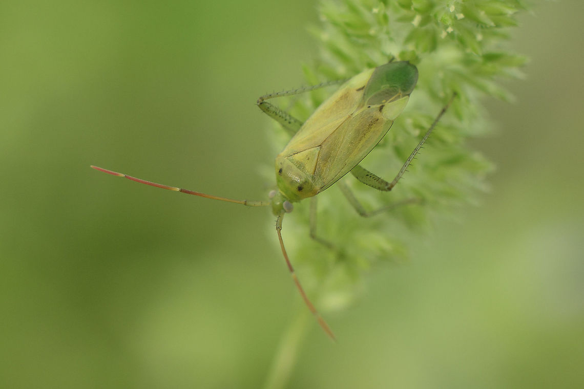 Adelphocoris lineolatus Miridae<br />
Closterotomus norwegicus?<br />
No, it&#039;s Adelphocoris lineolatus (see comments)<br />
Lateral view, here:<br />
<figure class="photo"><a href="https://www.jungledragon.com/image/62527/adelphocoris_lineolatus.html" title="Adelphocoris lineolatus"><img src="https://s3.amazonaws.com/media.jungledragon.com/images/2527/62527_thumb.jpg?AWSAccessKeyId=05GMT0V3GWVNE7GGM1R2&Expires=1759968010&Signature=dF2Fb6%2FYZfoYVO2ziv6WYZUKaDs%3D" width="200" height="134" alt="Adelphocoris lineolatus Miridae<br />
Closterotomus norwegicus?, lateral view.  -<br />
No: Adelphocoris lineolatus<br />
https://www.jungledragon.com/image/62526/closterotomus_norwegicus.html Adelphocoris lineolatus,Alfalfa Plant Bug,Miridae" /></a></figure> Adelphocoris lineolatus,Insecta,Miridae,biodiversity,bugs,hemiptera,heteroptera,insects,summer