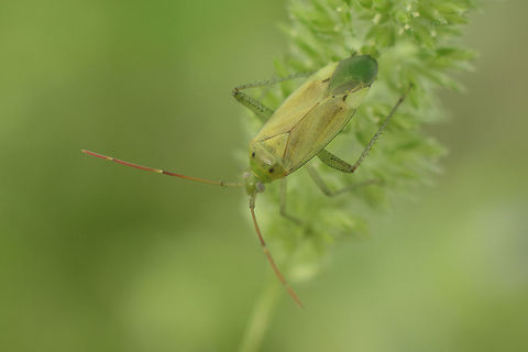 Adelphocoris lineolatus Miridae
Closterotomus norwegicus?
No, it's Adelphocoris lineolatus (see comments)
Lateral view, here:
https://www.jungledragon.com/image/62527/closterotomus_norwegicus.html Adelphocoris lineolatus,Insecta,Miridae,biodiversity,bugs,hemiptera,heteroptera,insects,summer