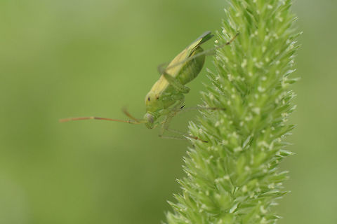 Adelphocoris lineolatus Miridae
Closterotomus norwegicus?, lateral view.  -
No: Adelphocoris lineolatus
https://www.jungledragon.com/image/62526/closterotomus_norwegicus.html Adelphocoris lineolatus,Alfalfa Plant Bug,Miridae