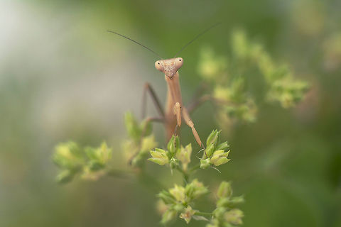 At the close of day Iris oratoria, nymph. Iris oratoria,arthropoda,biodiversity,insecta,mantodea,nymph