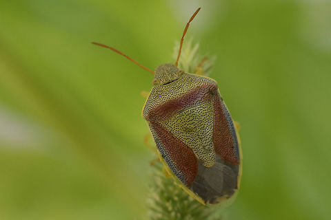 Piezodorus lituratus Piezodorus lituratus Piezodorus lituratus