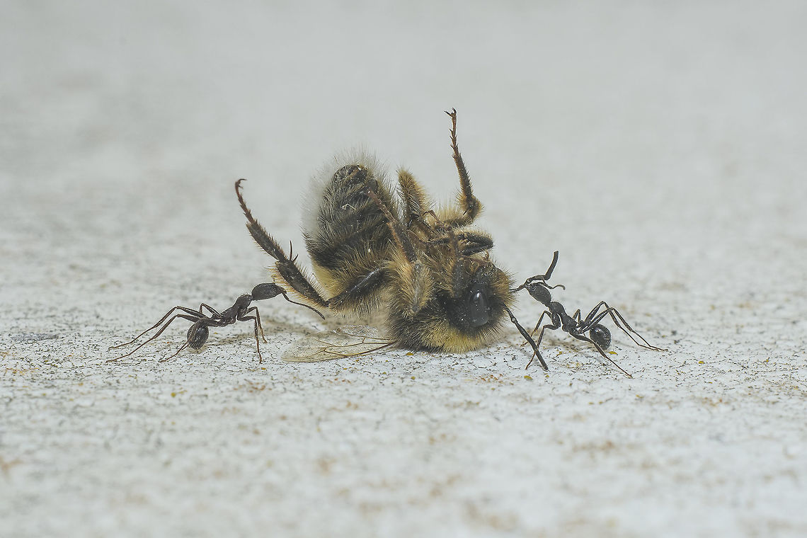 Lunch time! Lunch time :D<br />
Ants trying to carry a Bombus terrestris for lunch. Bombus terrestris,ants,arthropoda,biodiversity,bombus terrestris,insecta,insects,looking for lunch,predation,summer