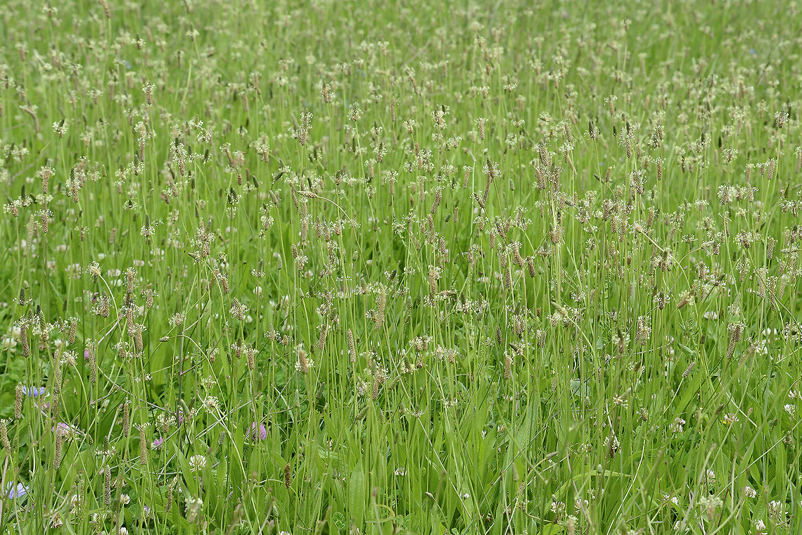 Plantago sea Plantago lanceolata Plantago lanceolata,Ribwort Plantain,biodiversity,plantae,plants,summer