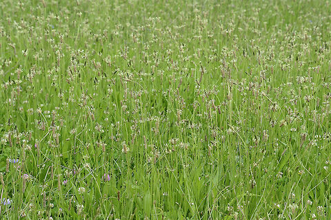 Plantago sea Plantago lanceolata Plantago lanceolata,Ribwort Plantain,biodiversity,plantae,plants,summer