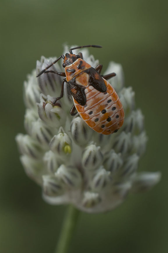 Spilostethus saxatilis nymph Spilostethus saxatilis nymph Heteroptera,Lygaeidae,Spilostethus,Spilostethus saxatilis