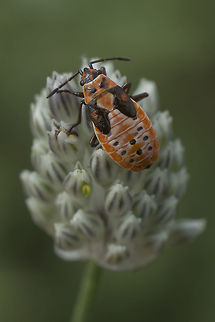 Spilostethus saxatilis nymph Spilostethus saxatilis nymph Heteroptera,Lygaeidae,Spilostethus,Spilostethus saxatilis