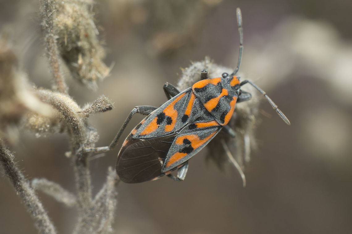 Spilostethus saxatilis Spilostethus saxatilis Heteroptera,Lygaeidae,Spilostethus,Spilostethus saxatilis