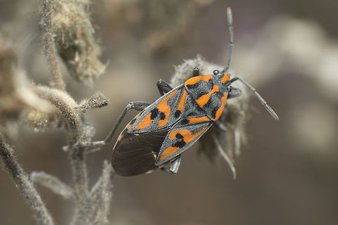 Spilostethus saxatilis Spilostethus saxatilis Heteroptera,Lygaeidae,Spilostethus,Spilostethus saxatilis