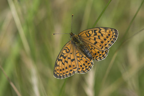 Argynnis adippe Argynnis adippe Argynnis adippe,Fabriciana adippe,High Brown Fritillary