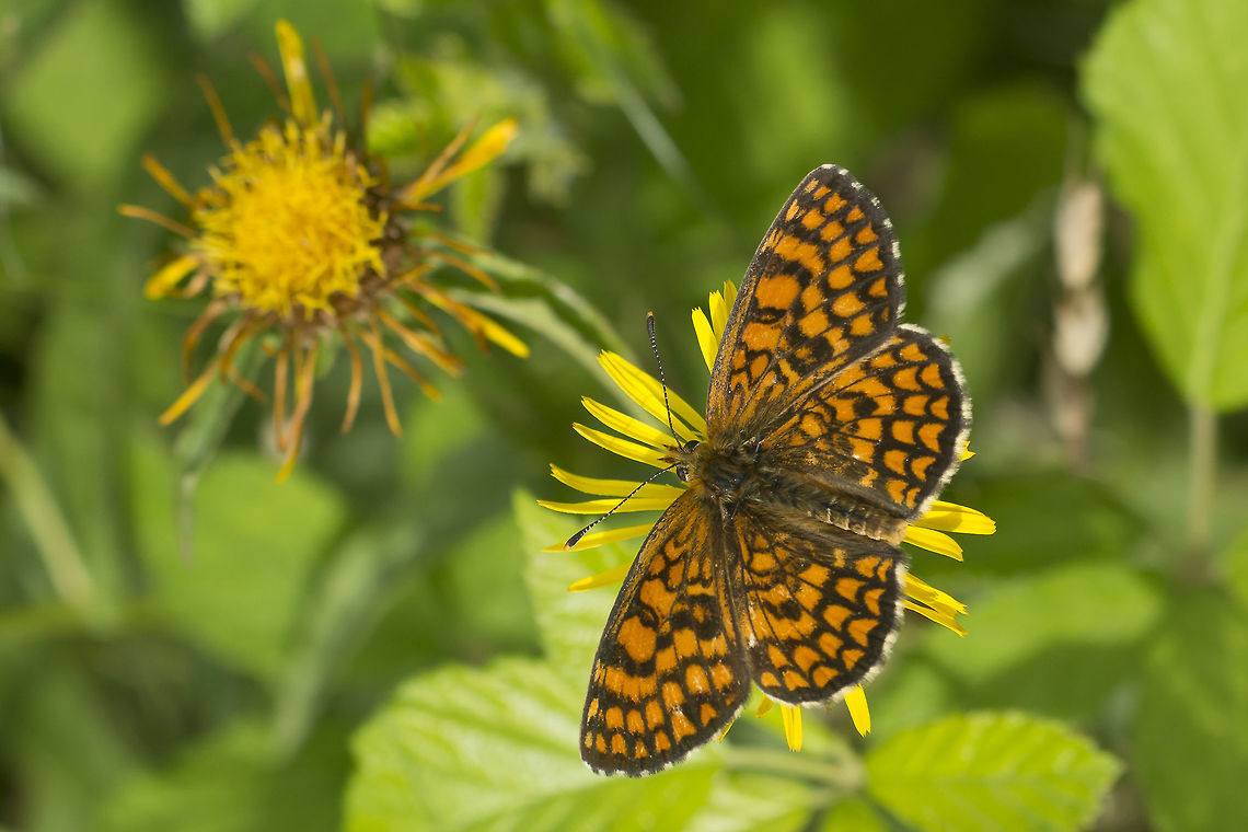 Melitaea nevadensis Melitaea nevadensis Melitaea nevadensis