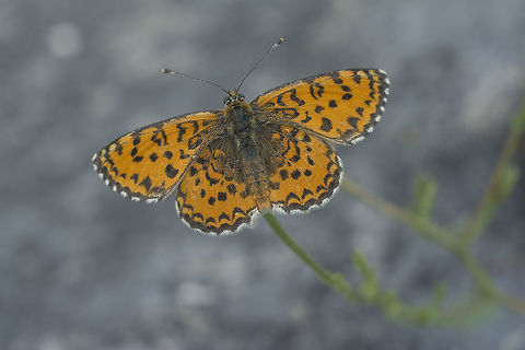 Melitaea trivia  Arthropoda,Brush-footed butterfly,Insecta,Insects,Lepidoptera,Lesser Spotted Fritillary,Melitaea trivia,Nature,Nymphalidae,biodiversity