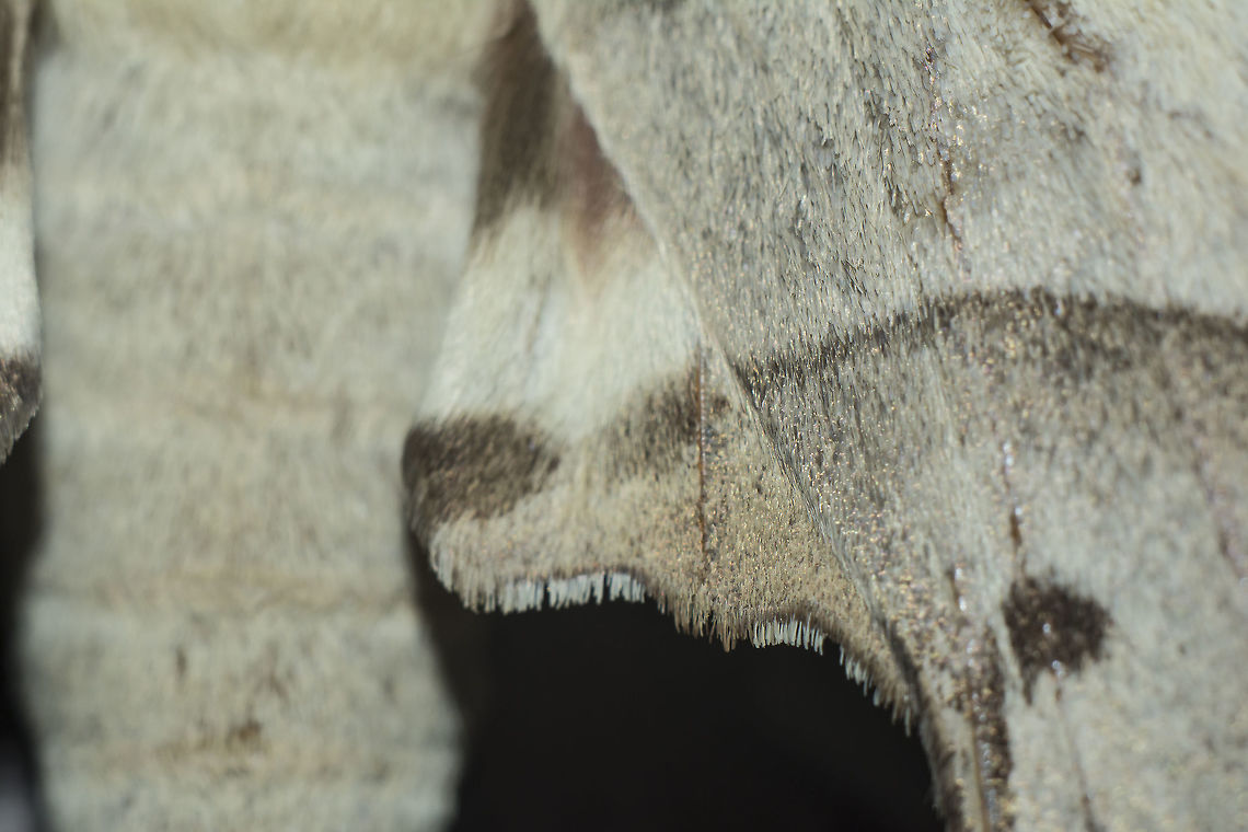 Marumba quercus Marumba quercus, male. <br />
wing details Marumba quercus,Oak Hawk-moth