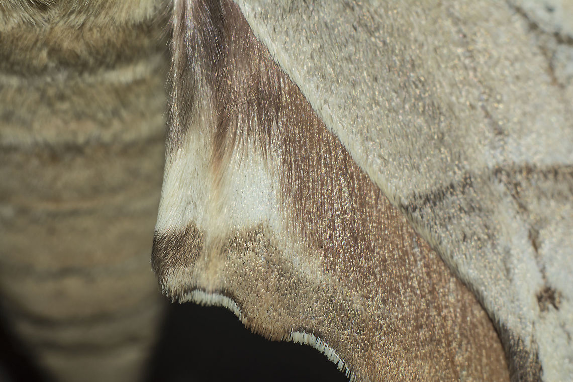 Marumba quercus Marumba quercus, female. <br />
wing details Marumba quercus,Oak Hawk-moth