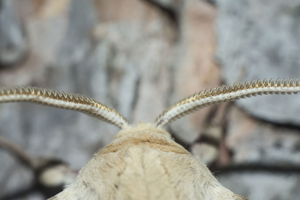 Marumba quercus Marumba quercus, male.<br />
antennae Marumba quercus,Oak Hawk-moth