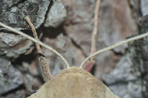 Marumba quercus Marumba quercus, female.
antennae Marumba quercus,Oak Hawk-moth