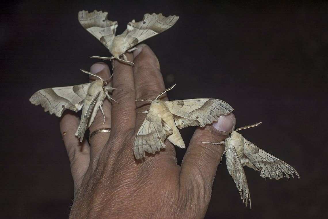 Visitors Marumba quercus, in the quercus forest. <br />
Visitors Marumba quercus,Moth Week 2018,Oak Hawk-moth