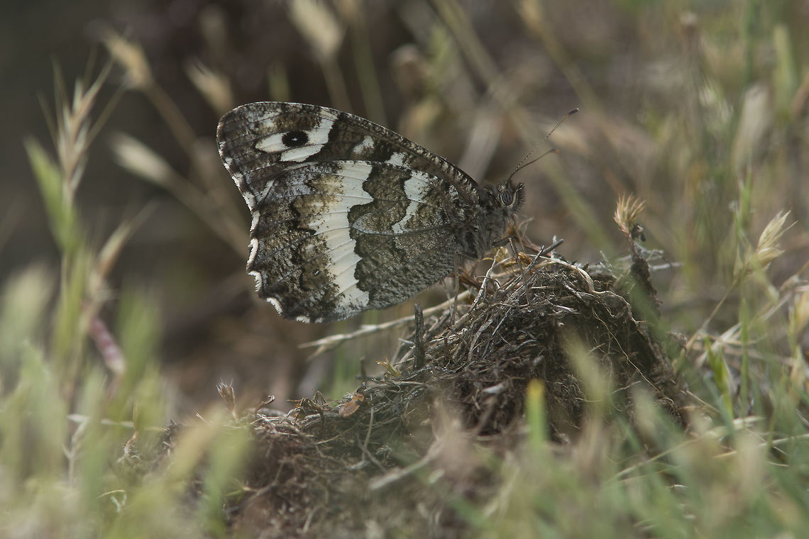 Brintesia circe Brintesia circe,<br />
finally. Brintesia circe,Brinthesia circe,Great Banded Grayling