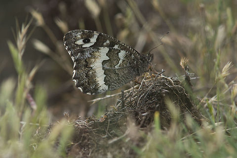 Brintesia circe Brintesia circe,
finally. Brintesia circe,Brinthesia circe,Great Banded Grayling