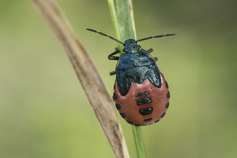 Jalla dumosa nymph Jalla dumosa, Final stage (V) nymph.

Imago here:
https://www.jungledragon.com/image/65493/jalla_dumosa.html Asopinae,Jalla dumosa,Pentatomidae,asopinae,biodiversity,hemiptera,heteroptera,insecta,insects,pentatomidae