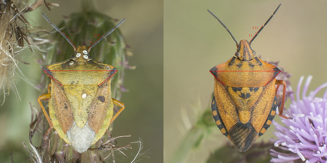 Carpocoris fuscispinus Comparison between a supposed cf. Carpocoris fuscispinus at the left, and a Carpocoris mediterraneus at the right side. Specimens were photographed in the same place. Carpocorini,Carpocoris,Carpocoris fuscispinus,Carpocoris mediterraneus,Pentatomidae,arthropoda,biodiversity,hemiptera,insecta,insects