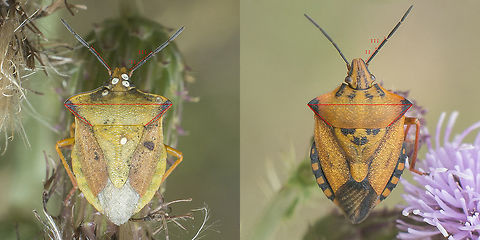 Carpocoris fuscispinus Comparison between a supposed cf. Carpocoris fuscispinus at the left, and a Carpocoris mediterraneus at the right side. Specimens were photographed in the same place. Carpocorini,Carpocoris,Carpocoris fuscispinus,Carpocoris mediterraneus,Pentatomidae,arthropoda,biodiversity,hemiptera,insecta,insects