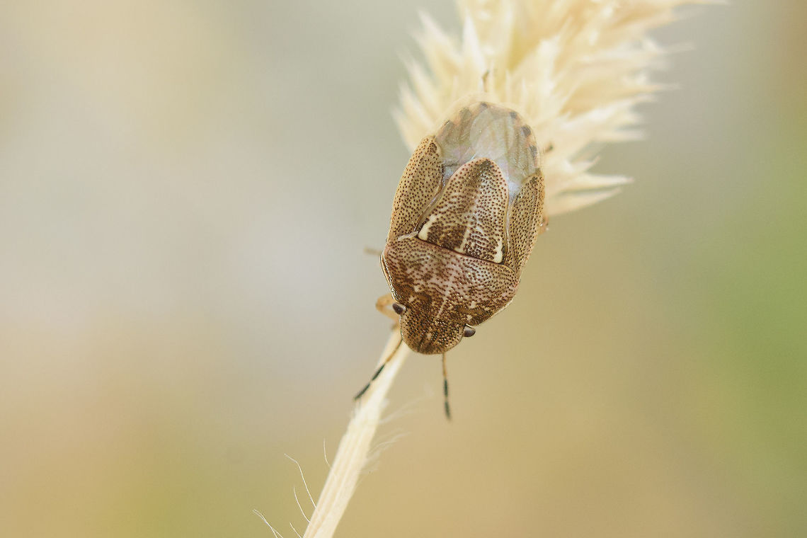 Neottiglossa sp. Neottiglossa sp. Neottiglossa,Shield Bug,biodiversity,bugs,hemiptera,heteroptera,insecta,insects,pentatomidae
