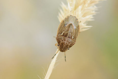 Neottiglossa sp. Neottiglossa sp. Neottiglossa,Shield Bug,biodiversity,bugs,hemiptera,heteroptera,insecta,insects,pentatomidae