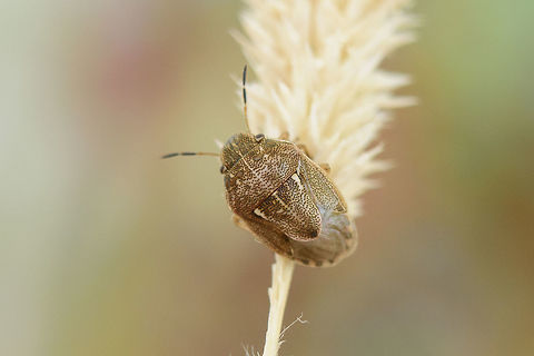 Neottiglossa sp.  Neottiglossa,Shield Bug,biodiversity,bugs,hemiptera,heteroptera,insecta,insects,pentatomidae