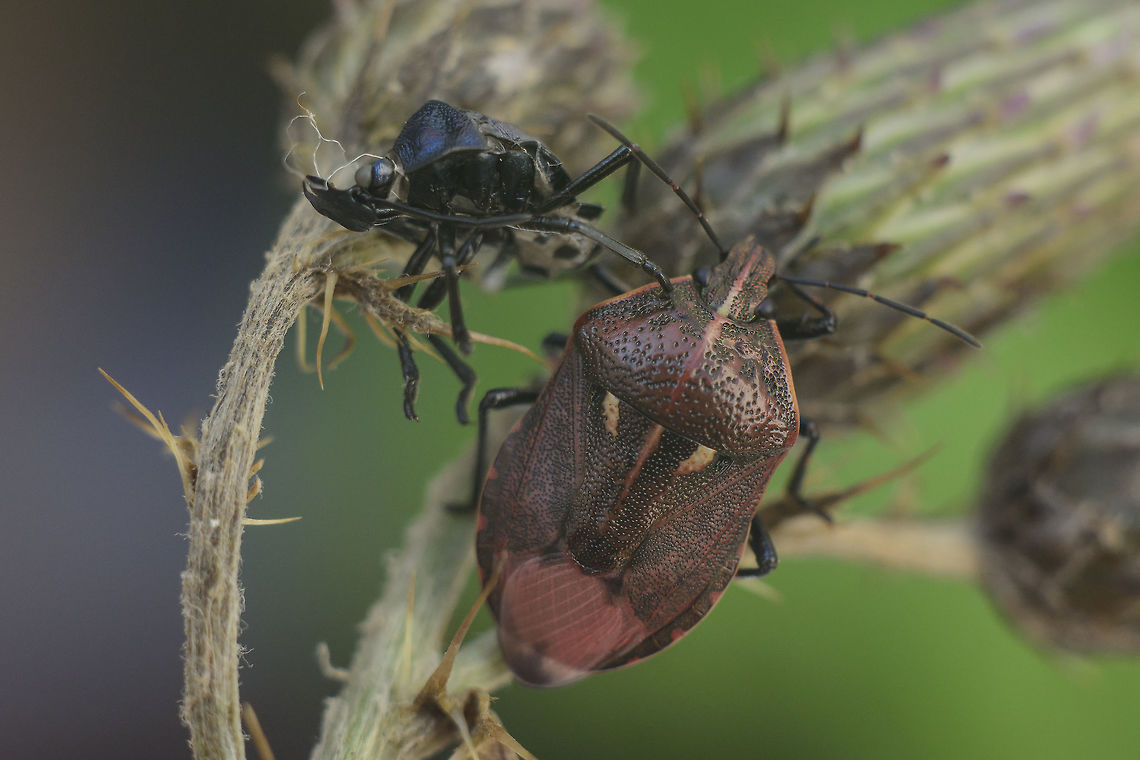 Jalla dumosa Jalla dumosa<br />
<br />
last stage nymph here:<br />
<figure class="photo"><a href="https://www.jungledragon.com/image/63099/jalla_dumosa_nymph.html" title="Jalla dumosa nymph"><img src="https://s3.amazonaws.com/media.jungledragon.com/images/2527/63099_thumb.jpg?AWSAccessKeyId=05GMT0V3GWVNE7GGM1R2&Expires=1770854410&Signature=ERkFNB30Z%2Biya0tv9%2BINzRUn78c%3D" width="200" height="134" alt="Jalla dumosa nymph Jalla dumosa, Final stage (V) nymph.<br />
<br />
Imago here:<br />
https://www.jungledragon.com/image/65493/jalla_dumosa.html Asopinae,Jalla dumosa,Pentatomidae,asopinae,biodiversity,hemiptera,heteroptera,insecta,insects,pentatomidae" /></a></figure><br />
 Asopinae,Jalla,Jalla dumosa,Pentatomidae,biodiversity,hemiptera,heteroptera,insecta,insects,pentatomidae