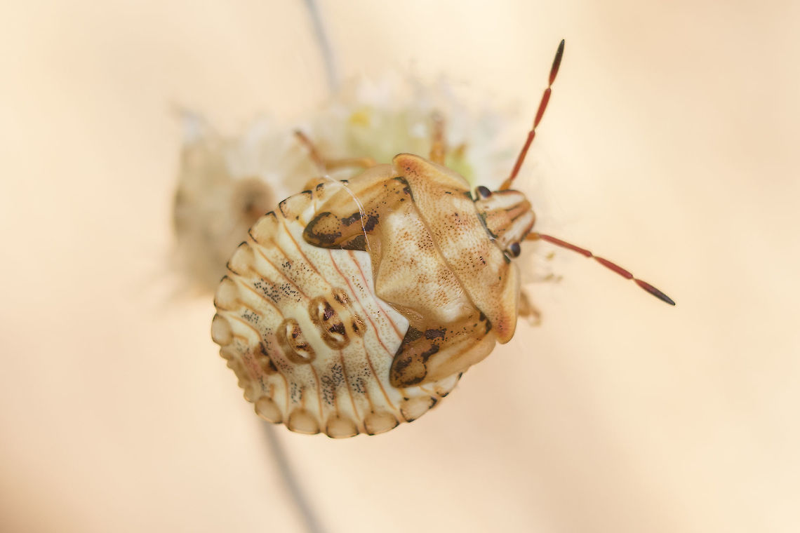 Carpocoris mediterraneus atlanticus - nymph Pentatomidae nymph Carpocoris mediterraneus atlanticus,Pentatomidae,Red Shield Bug,biodiversity,hemiptera,heteroptera,insecta,insects,nymph,pentatomidae