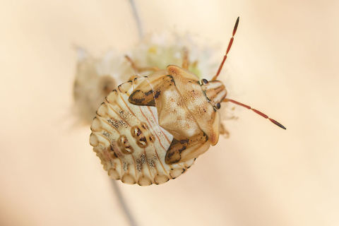 Carpocoris mediterraneus atlanticus - nymph Pentatomidae nymph Carpocoris mediterraneus atlanticus,Pentatomidae,Red Shield Bug,biodiversity,hemiptera,heteroptera,insecta,insects,nymph,pentatomidae