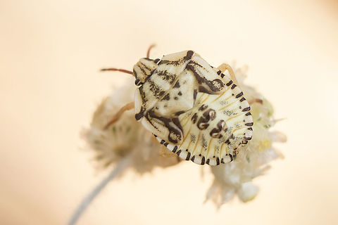 Carpocoris mediterraneus atlanticus - nymph Pentatomidae nymph Carpocoris mediterraneus atlanticus,Pentatomidae,Red Shield Bug,biodiversity,hemiptera,heteroptera,insecta,insects,nymph,pentatomidae