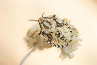 Carpocoris mediterraneus atlanticus - nymph Pentatomidae nymph Carpocoris mediterraneus atlanticus,Pentatomidae,Red Shield Bug,biodiversity,hemiptera,heteroptera,insecta,insects,nymph,pentatomidae
