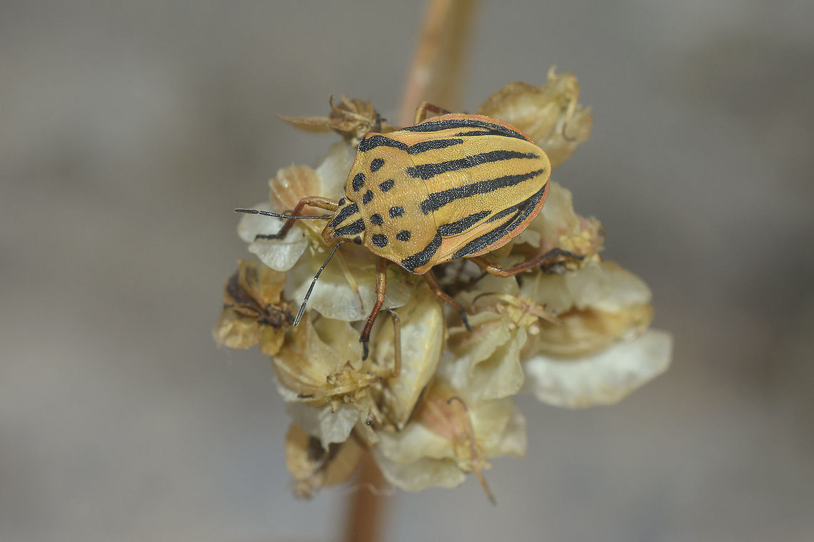 Graphosoma semipunctatum Graphosoma semipunctatum<br />
<br />
Last stage nymph, here:<br />
<figure class="photo"><a href="https://www.jungledragon.com/image/65663/graphosoma_semipunctactum.html" title="Graphosoma semipunctactum"><img src="https://s3.amazonaws.com/media.jungledragon.com/images/2527/65663_thumb.jpg?AWSAccessKeyId=05GMT0V3GWVNE7GGM1R2&Expires=1770854410&Signature=E3%2B4VP1TA7zwGrzgBD0rmyr%2Bbbg%3D" width="200" height="134" alt="Graphosoma semipunctactum Graphosoma semipunctatum, nymph Graphosoma semipunctatum,arthropoda,biodiversity,insecta,insects,nymph,pentatomidae,pentomoidea" /></a></figure><br />
<br />
Eggs:<br />
<figure class="photo"><a href="https://www.jungledragon.com/image/65777/graphosoma_semipunctatum.html" title="Graphosoma semipunctatum"><img src="https://s3.amazonaws.com/media.jungledragon.com/images/2527/65777_thumb.jpg?AWSAccessKeyId=05GMT0V3GWVNE7GGM1R2&Expires=1770854410&Signature=OeOlYE4KO5vPcr6AogrcFLzbdGQ%3D" width="114" height="152" alt="Graphosoma semipunctatum Graphosoma semipunctatum, eggs Eggs,Graphosoma semipunctatum,arthropoda,biodiversity,insecta,insects,pentatomidae,pentomoidea" /></a></figure> Graphosoma semipunctatum,arthropoda,biodiversity,insecta,insects,pentatomidae,pentomoidea